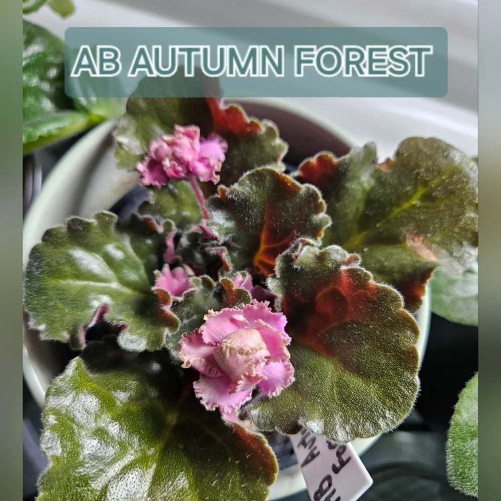 AB AUTUMN FOREST Standard African Violet
